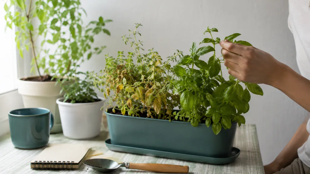 Planta en maceta con algunas hojas amarillas dentro de una huerta en casa.