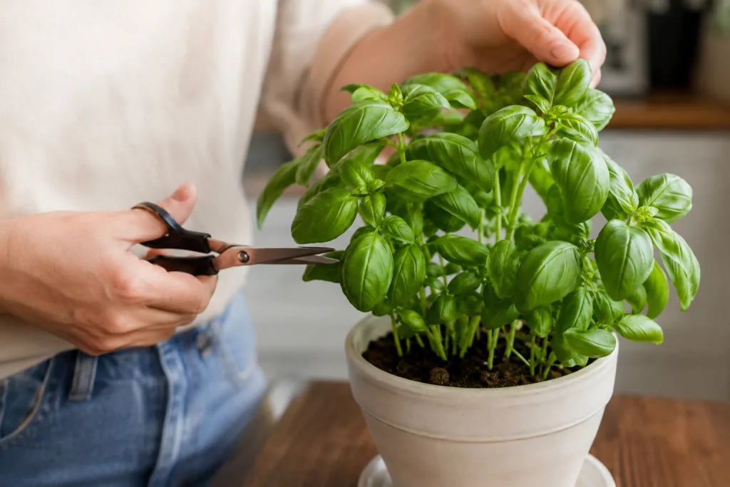 Persona revisando una planta de albahaca antes de cortar pocas hojas.
