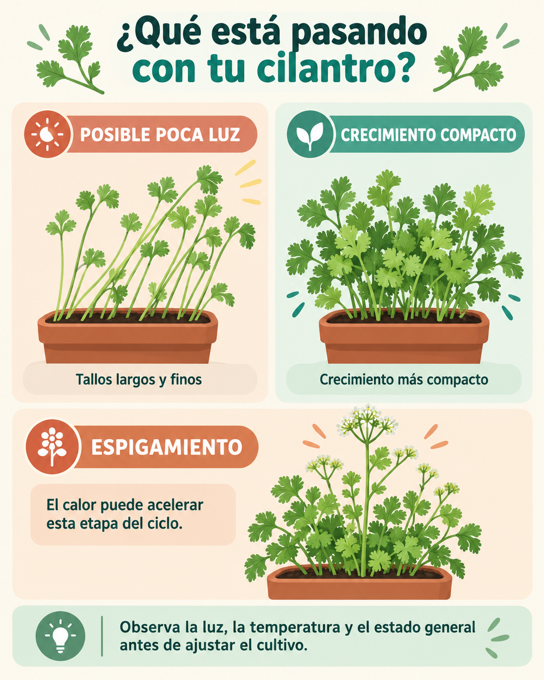 Comparación visual entre cilantro compacto, cilantro con crecimiento alargado y cilantro que empieza a espigar