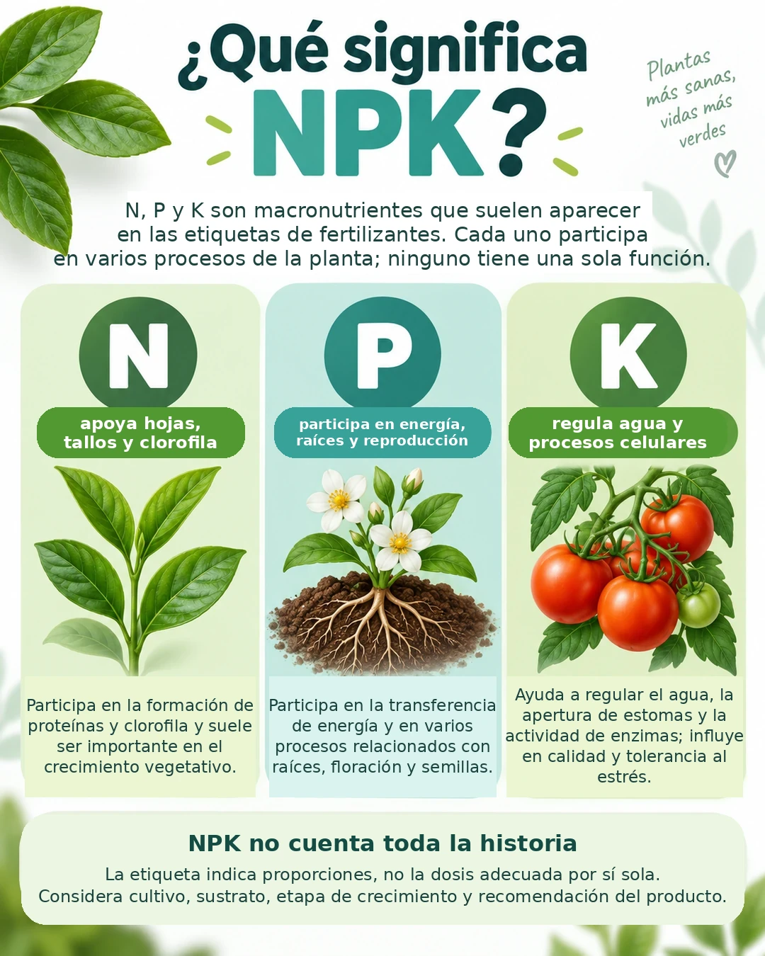 Infografía sobre funciones generales del nitrógeno, fósforo y potasio en las plantas