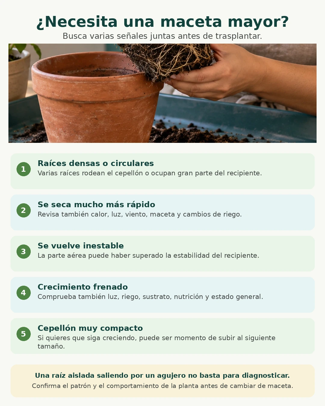Guía visual con varias señales que pueden indicar que una planta necesita una maceta mayor, sin usar una raíz aislada como diagnóstico.