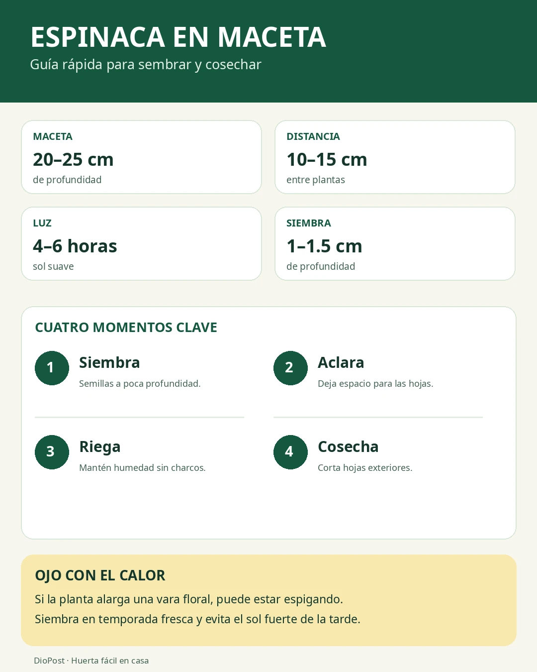 Infografía con profundidad de maceta, distancia entre plantas, luz, siembra, riego y cosecha de espinaca.