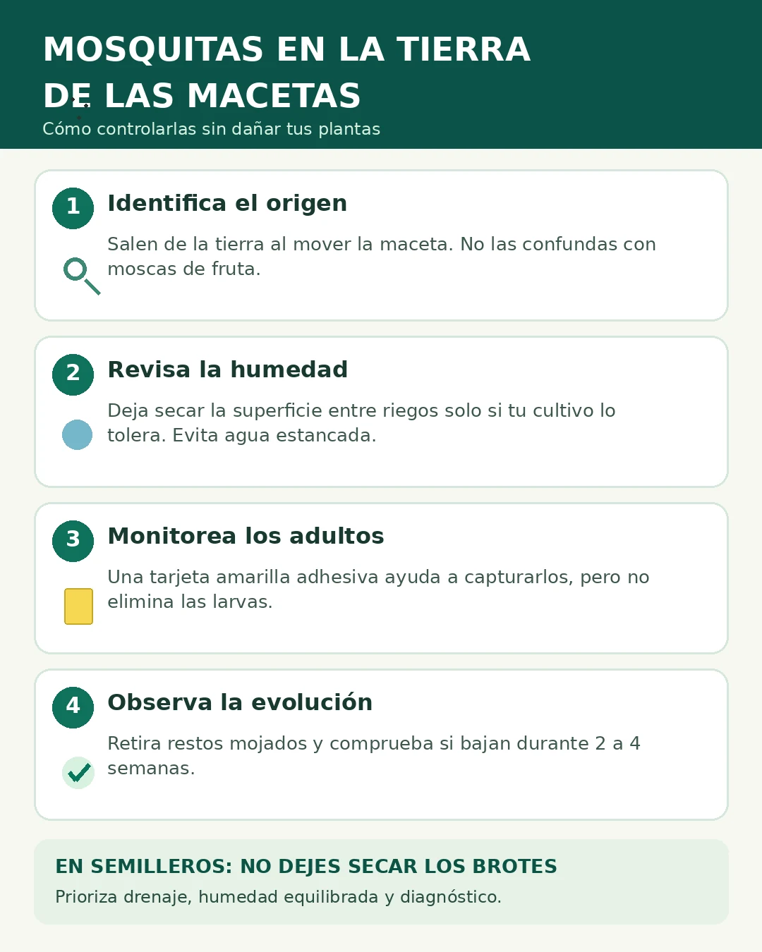 Guía visual para controlar mosquitas del sustrato: identificar, ajustar humedad, colocar trampas amarillas y observar la evolución.