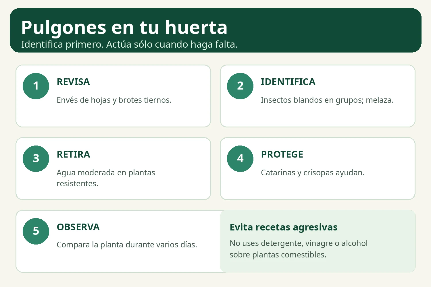 Infografía en español: cinco pasos para identificar y manejar pulgones en una huerta casera.